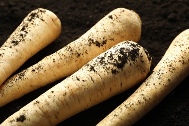 Photo of Many raw parsley roots on soil, closeup. Root vegetable