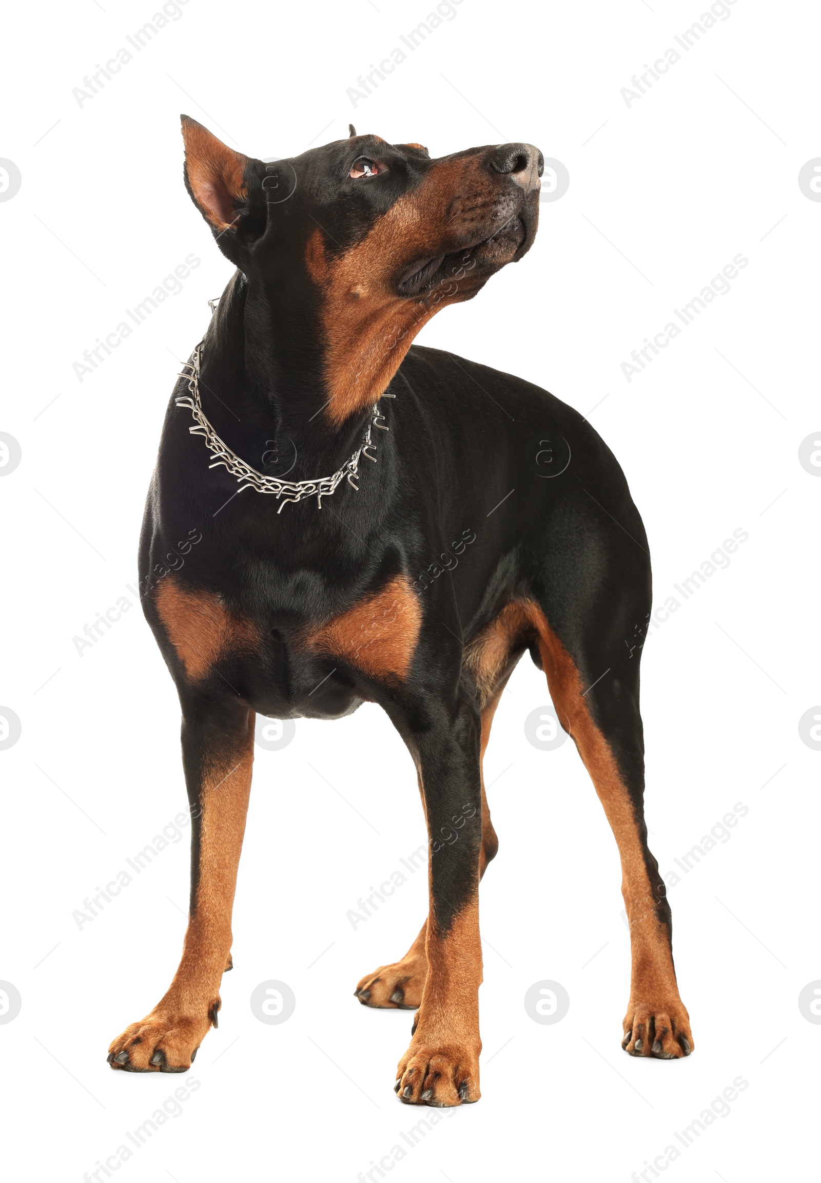 Adorable Doberman on white background. Domestic pet Photo of Adorable Doberman on white background. Domestic pet