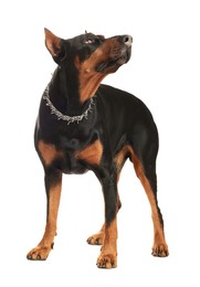 Photo of Adorable Doberman on white background. Domestic pet