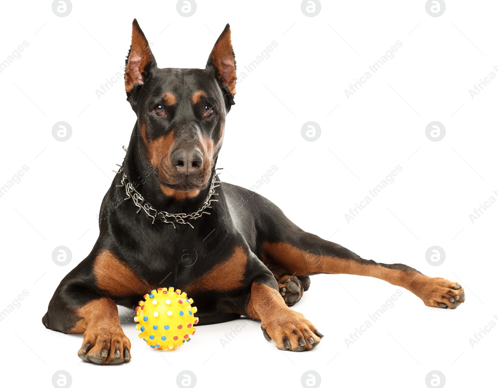Adorable Doberman with toy on white background. Domestic pet Photo of Adorable Doberman with toy on white background. Domestic pet