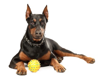 Photo of Adorable Doberman with toy on white background. Domestic pet