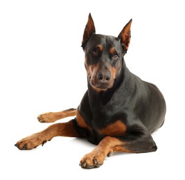Photo of Adorable Doberman on white background. Domestic pet