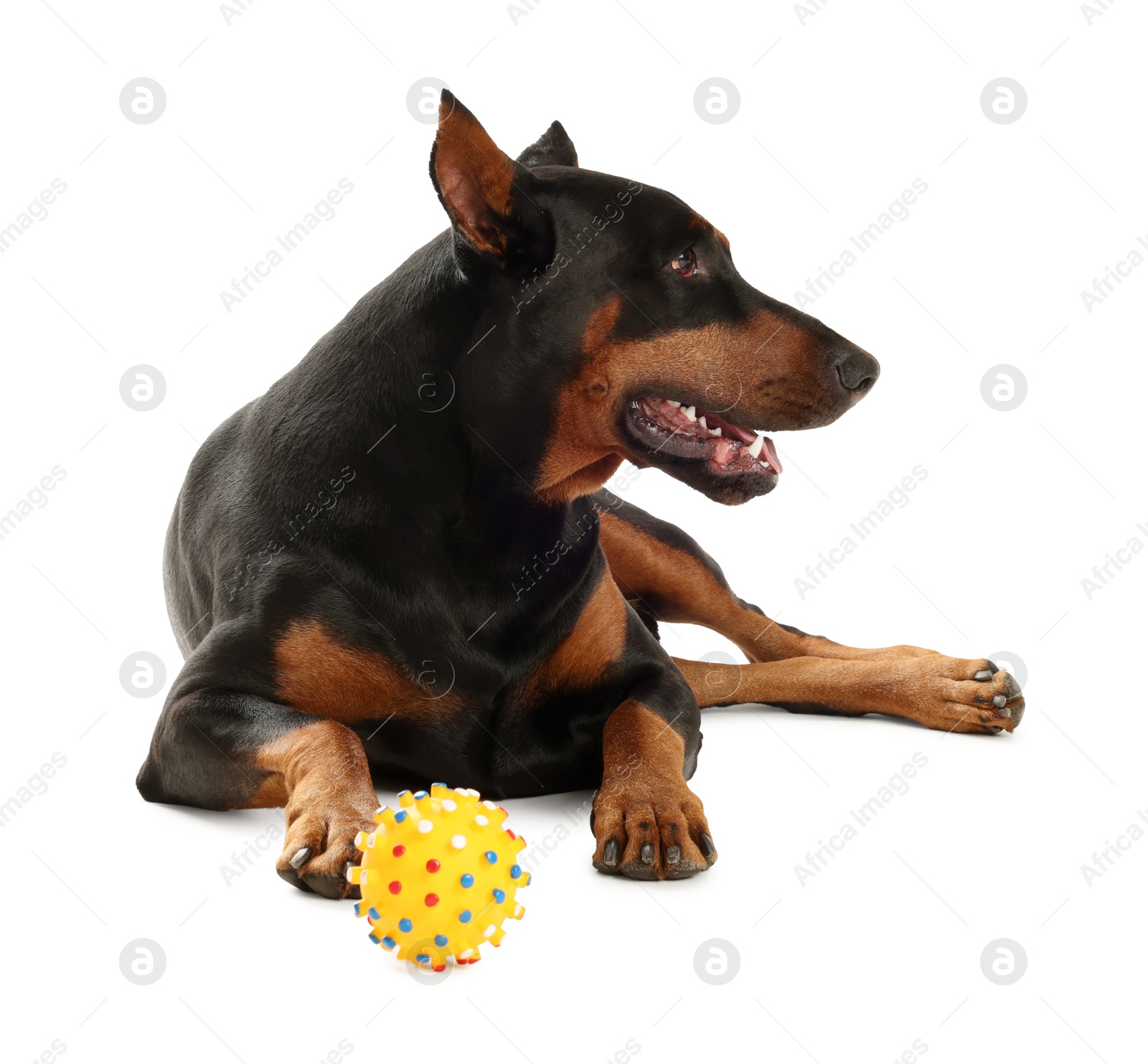 Adorable Doberman with toy on white background. Domestic pet Photo of Adorable Doberman with toy on white background. Domestic pet