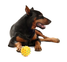 Photo of Adorable Doberman with toy on white background. Domestic pet