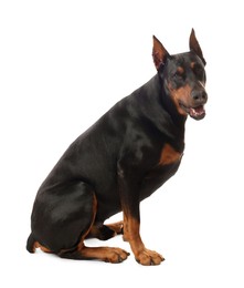 Photo of Adorable Doberman sitting on white background. Domestic pet