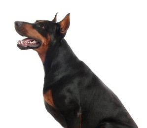 Photo of Adorable Doberman on white background. Domestic pet