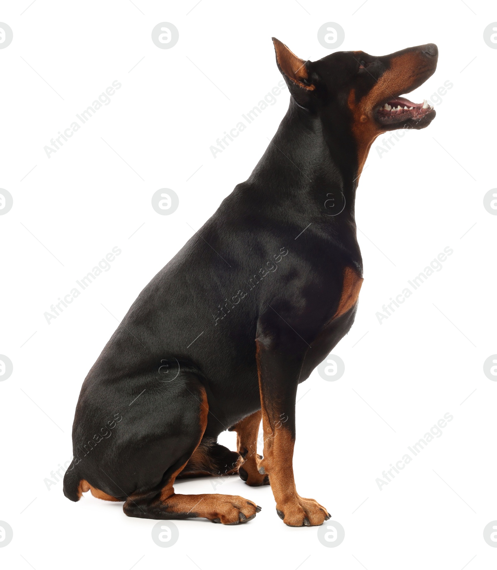 Adorable Doberman sitting on white background. Domestic pet Photo of Adorable Doberman sitting on white background. Domestic pet