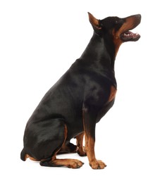 Photo of Adorable Doberman sitting on white background. Domestic pet
