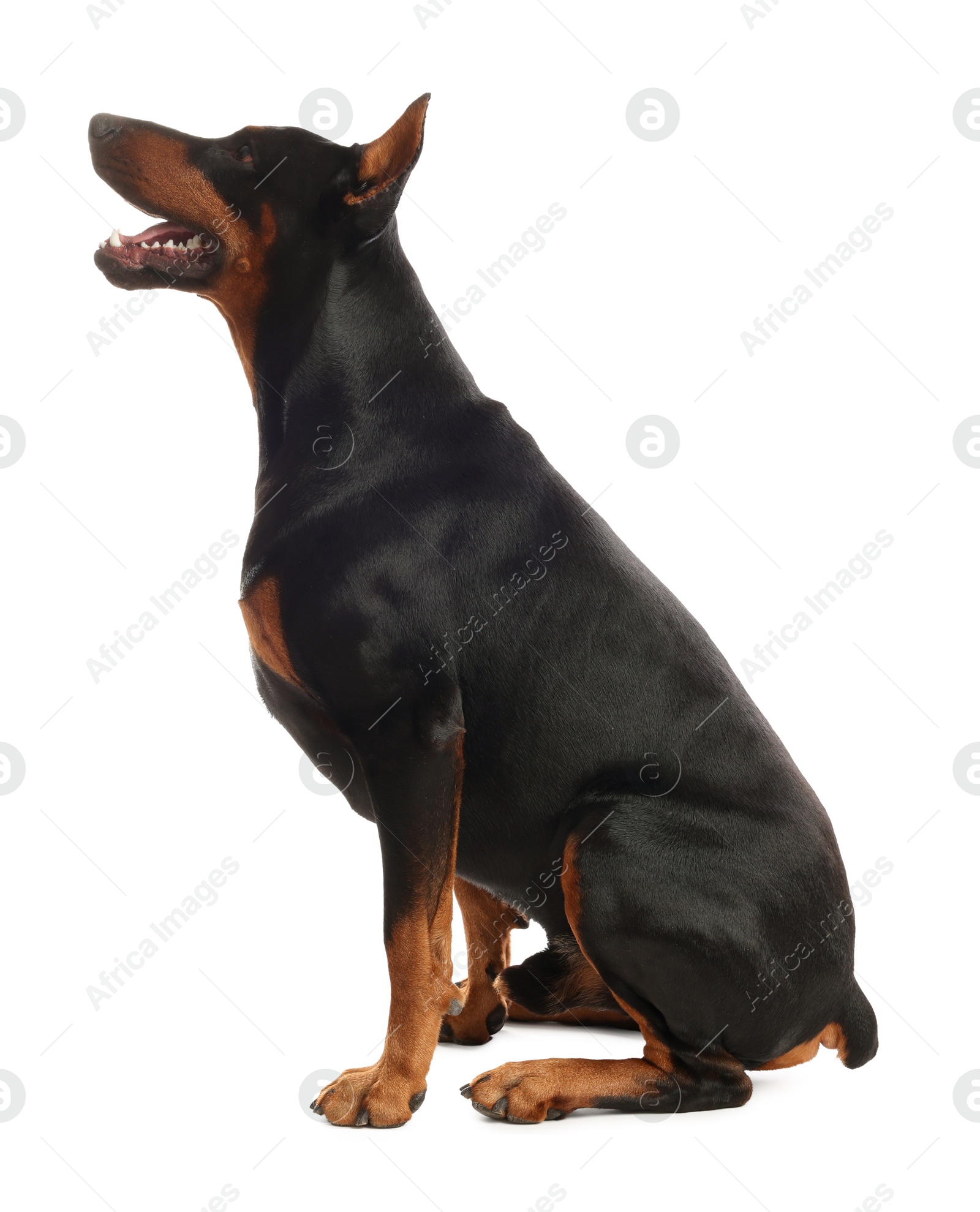 Adorable Doberman sitting on white background. Domestic pet Photo of Adorable Doberman sitting on white background. Domestic pet