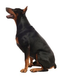 Photo of Adorable Doberman sitting on white background. Domestic pet