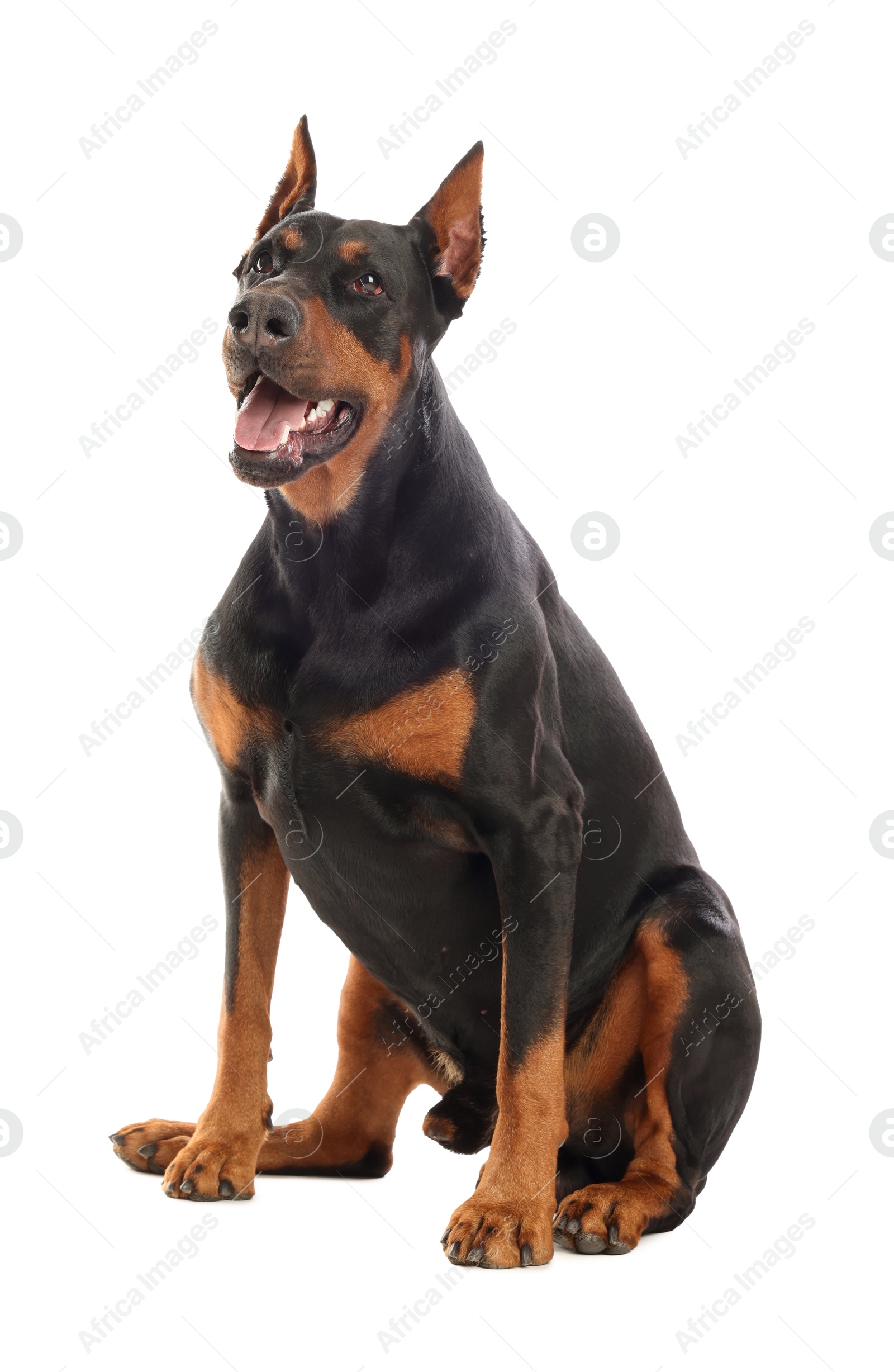 Adorable Doberman sitting on white background. Domestic pet Photo of Adorable Doberman sitting on white background. Domestic pet
