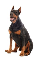Photo of Adorable Doberman sitting on white background. Domestic pet
