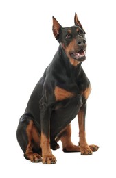Photo of Adorable Doberman sitting on white background. Domestic pet