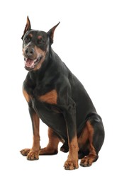 Photo of Adorable Doberman sitting on white background. Domestic pet