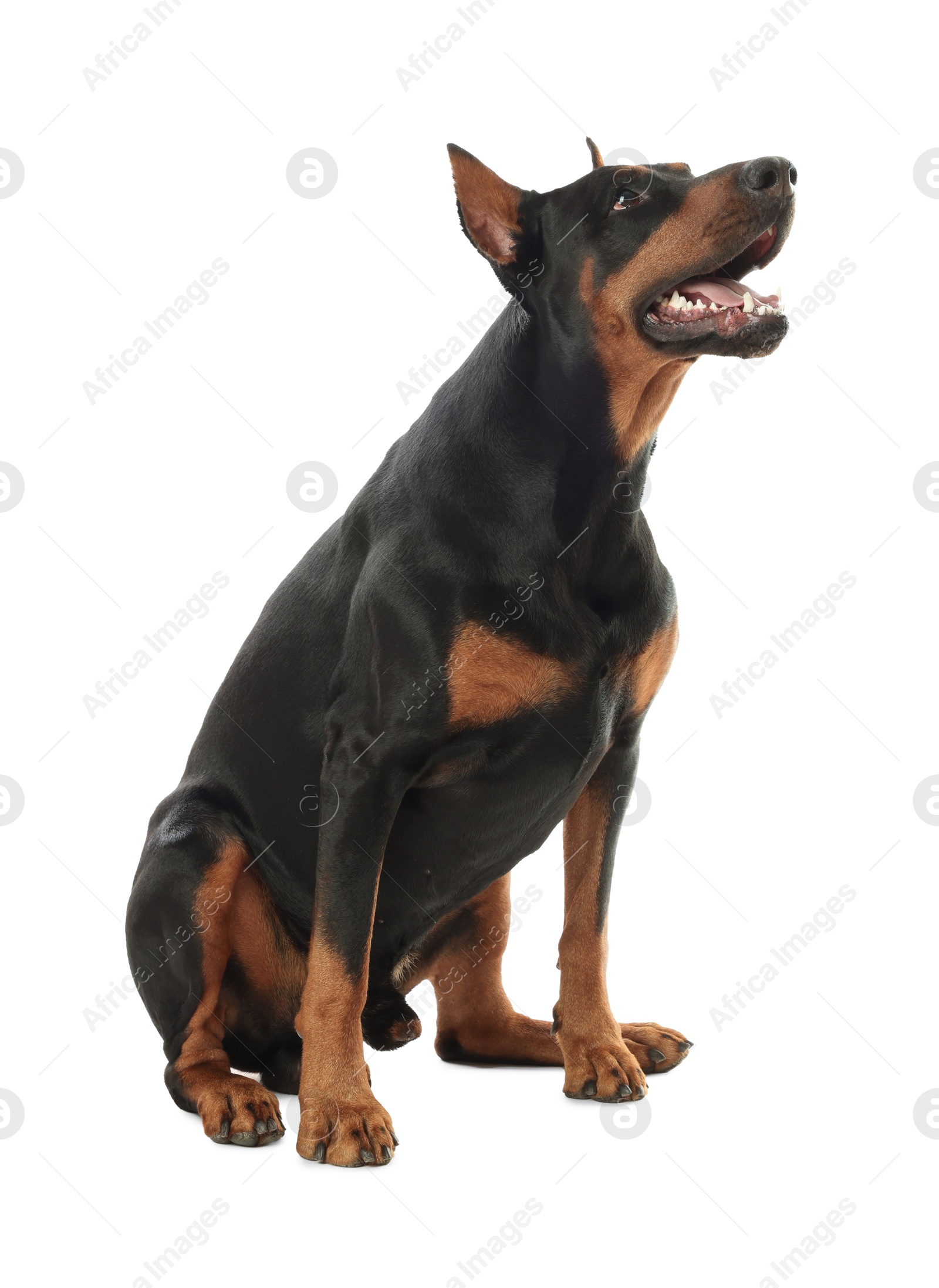 Adorable Doberman sitting on white background. Domestic pet Photo of Adorable Doberman sitting on white background. Domestic pet
