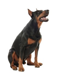 Photo of Adorable Doberman sitting on white background. Domestic pet