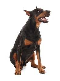 Photo of Adorable Doberman sitting on white background. Domestic pet