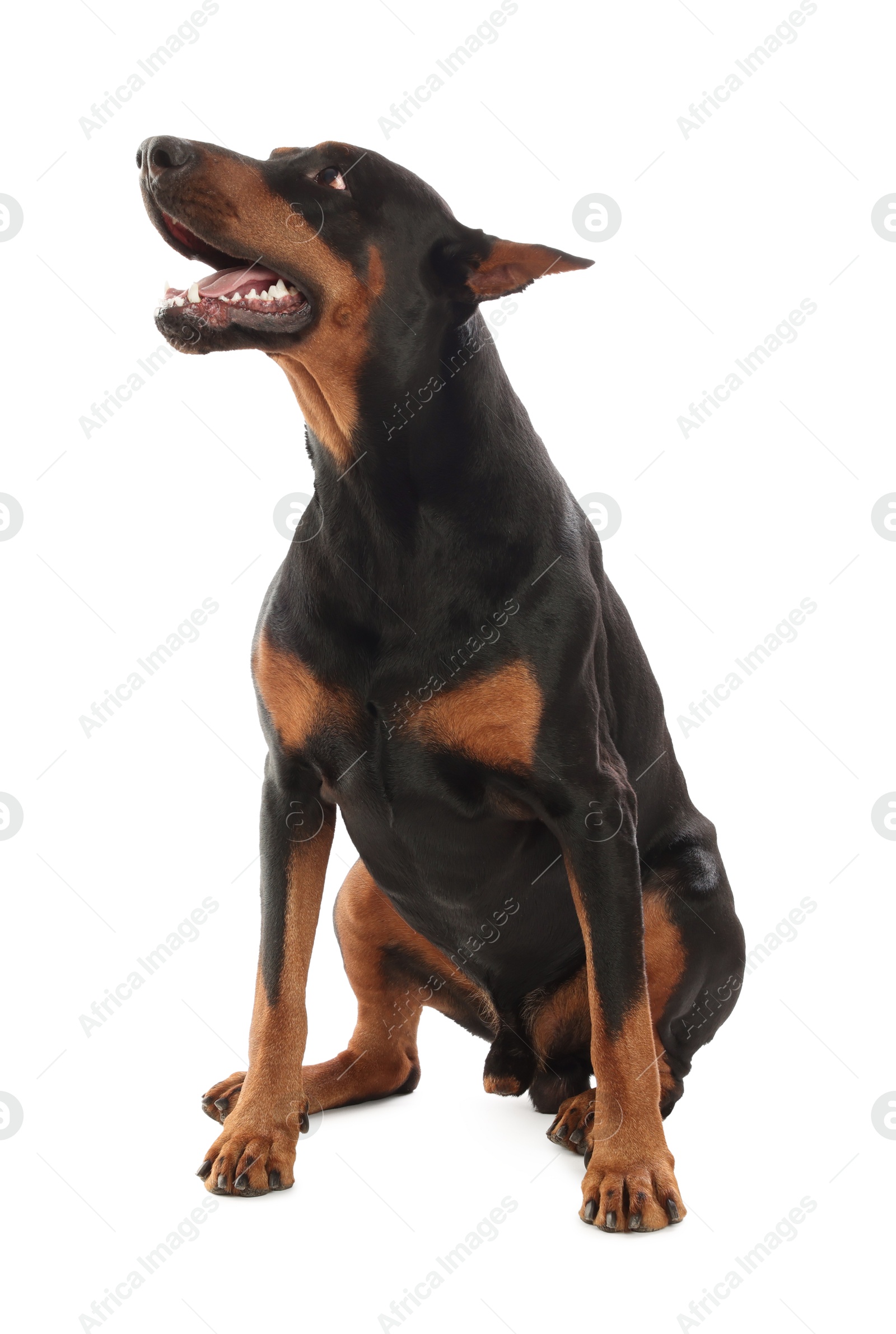 Adorable Doberman sitting on white background. Domestic pet Photo of Adorable Doberman sitting on white background. Domestic pet