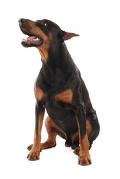 Photo of Adorable Doberman sitting on white background. Domestic pet