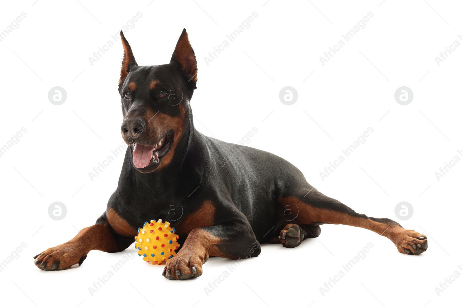 Adorable Doberman with toy on white background. Domestic pet Photo of Adorable Doberman with toy on white background. Domestic pet