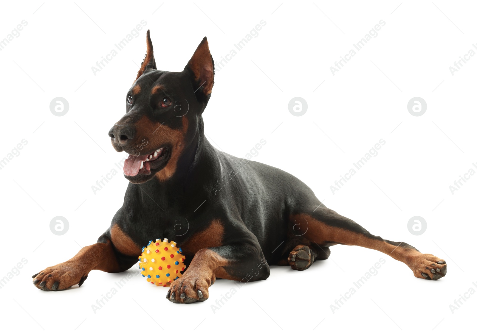 Adorable Doberman with toy on white background. Domestic pet Photo of Adorable Doberman with toy on white background. Domestic pet