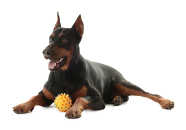 Photo of Adorable Doberman with toy on white background. Domestic pet