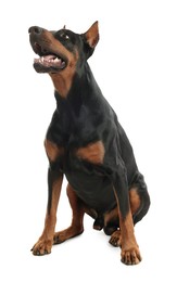 Photo of Adorable Doberman sitting on white background. Domestic pet