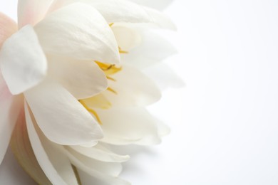 Photo of Beautiful blooming lotus flower on white background, closeup