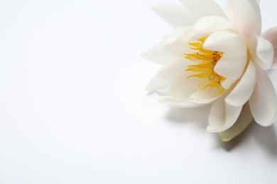 Photo of Beautiful blooming lotus flower on white background, closeup