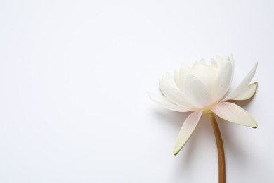 Photo of Beautiful blooming lotus flower on white background, top view