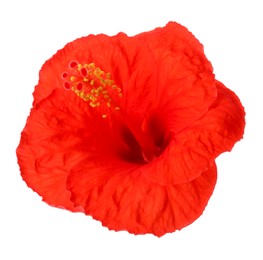 Photo of Beautiful red hibiscus flower isolated on white