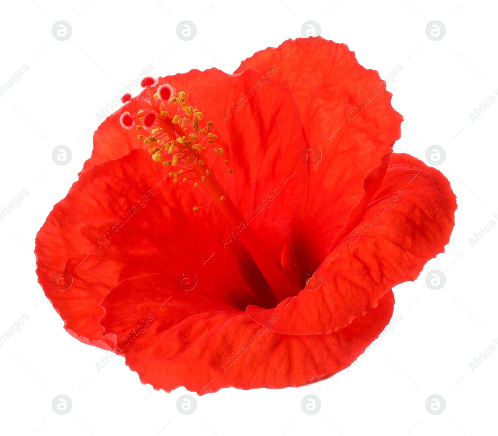 Photo of Beautiful red hibiscus flower isolated on white