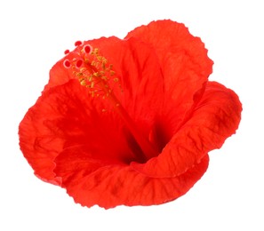 Photo of Beautiful red hibiscus flower isolated on white