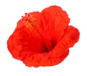 Photo of Beautiful red hibiscus flower isolated on white