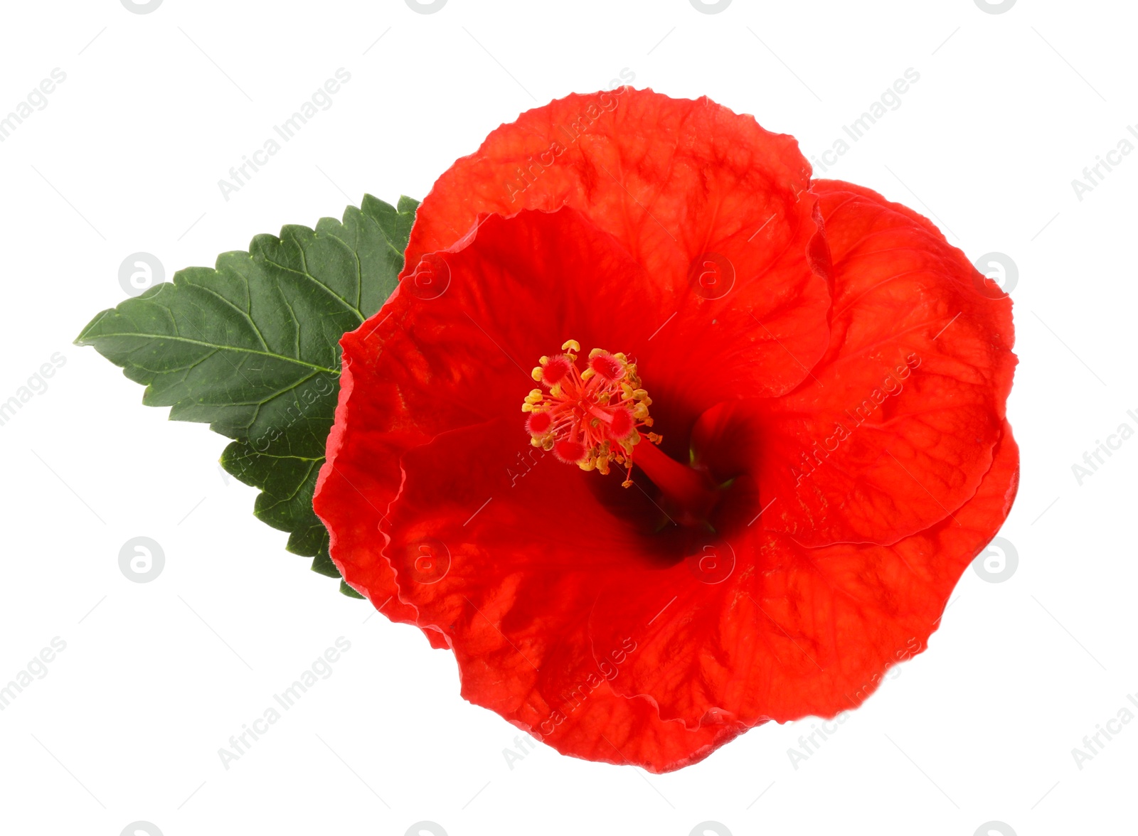 Photo of Beautiful red hibiscus flower and green leaf isolated on white