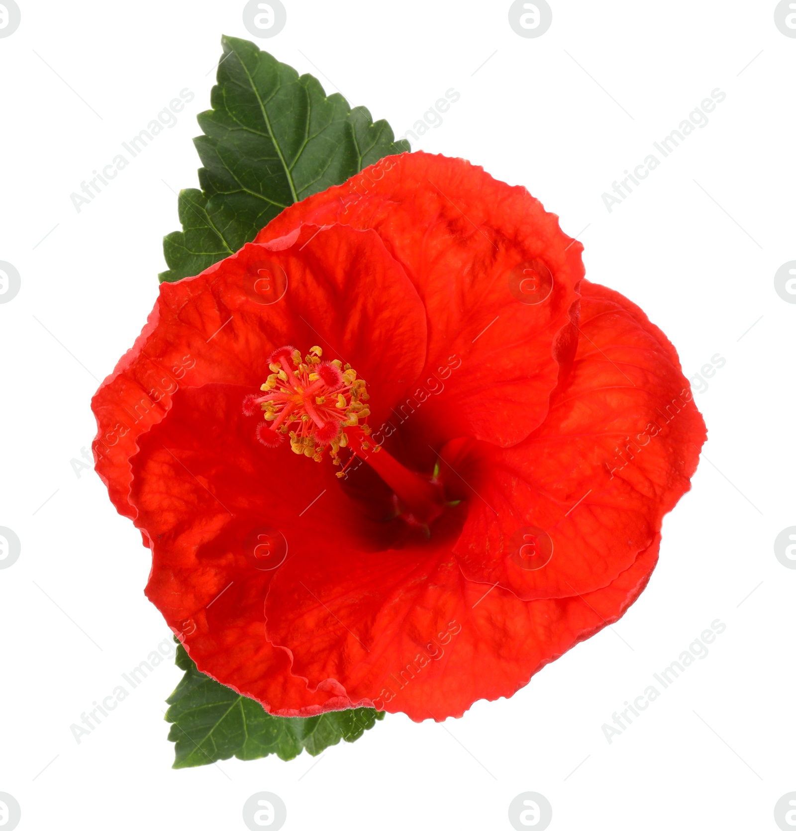 Photo of Beautiful red hibiscus flower and green leaves isolated on white