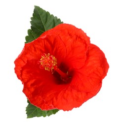 Photo of Beautiful red hibiscus flower and green leaves isolated on white