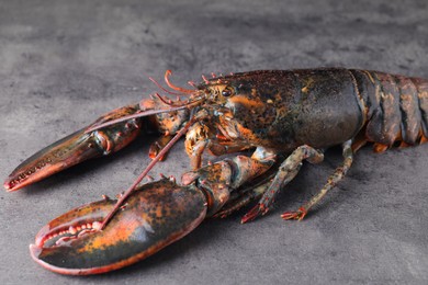 Photo of Raw lobster on grey textured table, closeup