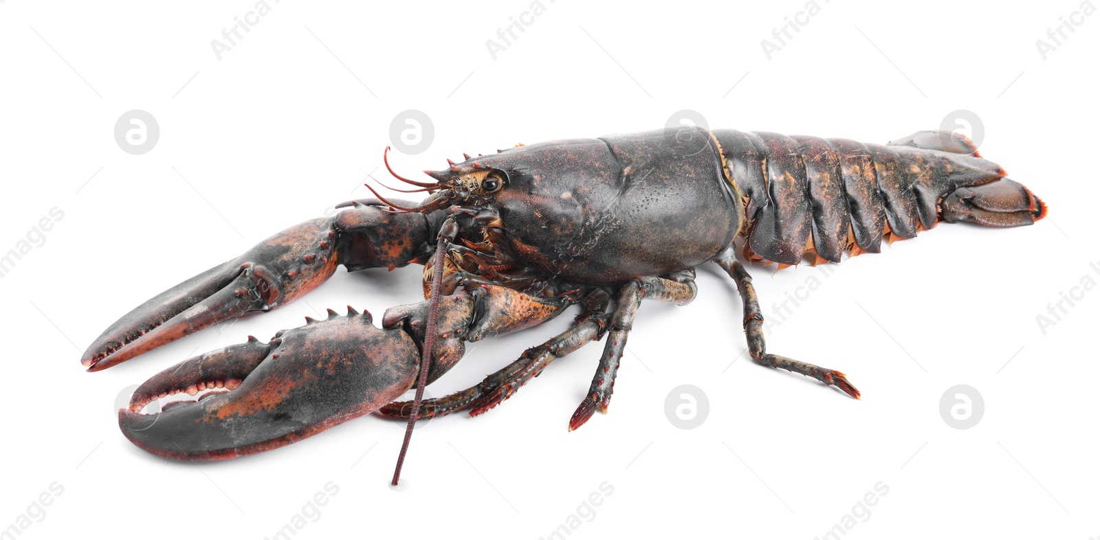 Photo of One whole raw lobster isolated on white