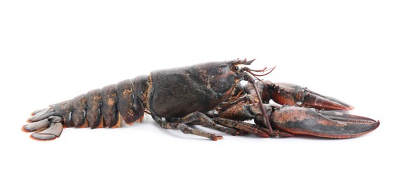 One whole raw lobster isolated on white