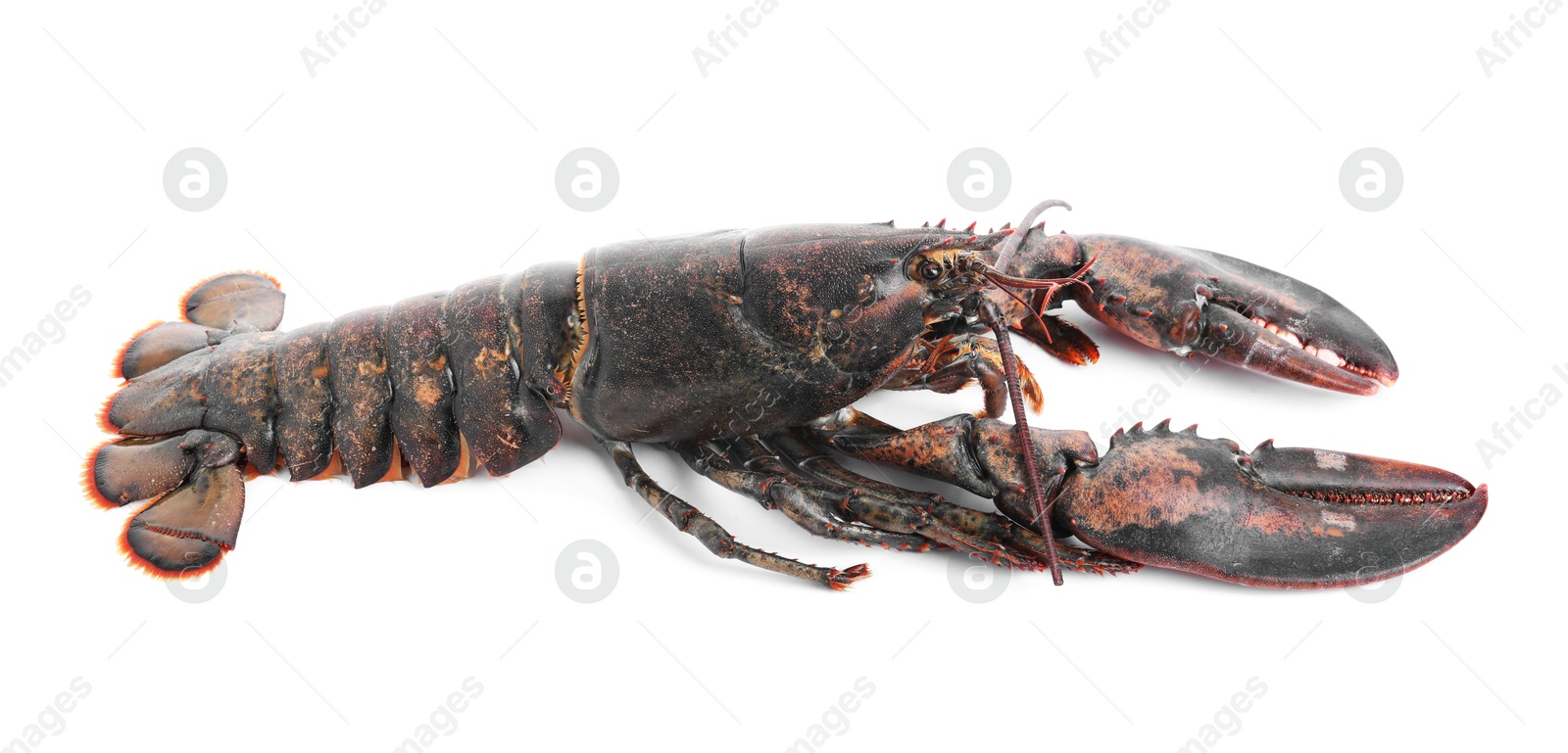 Photo of One whole raw lobster isolated on white