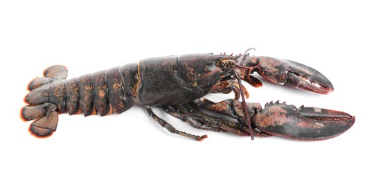 One whole raw lobster isolated on white