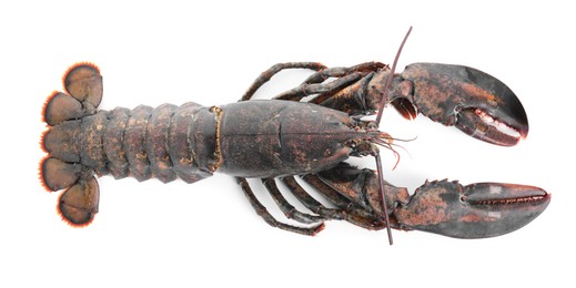 Photo of One whole raw lobster isolated on white, top view