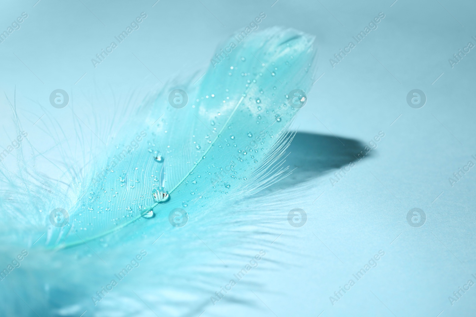 Photo of One fluffy feather on light blue background, closeup. Space for text