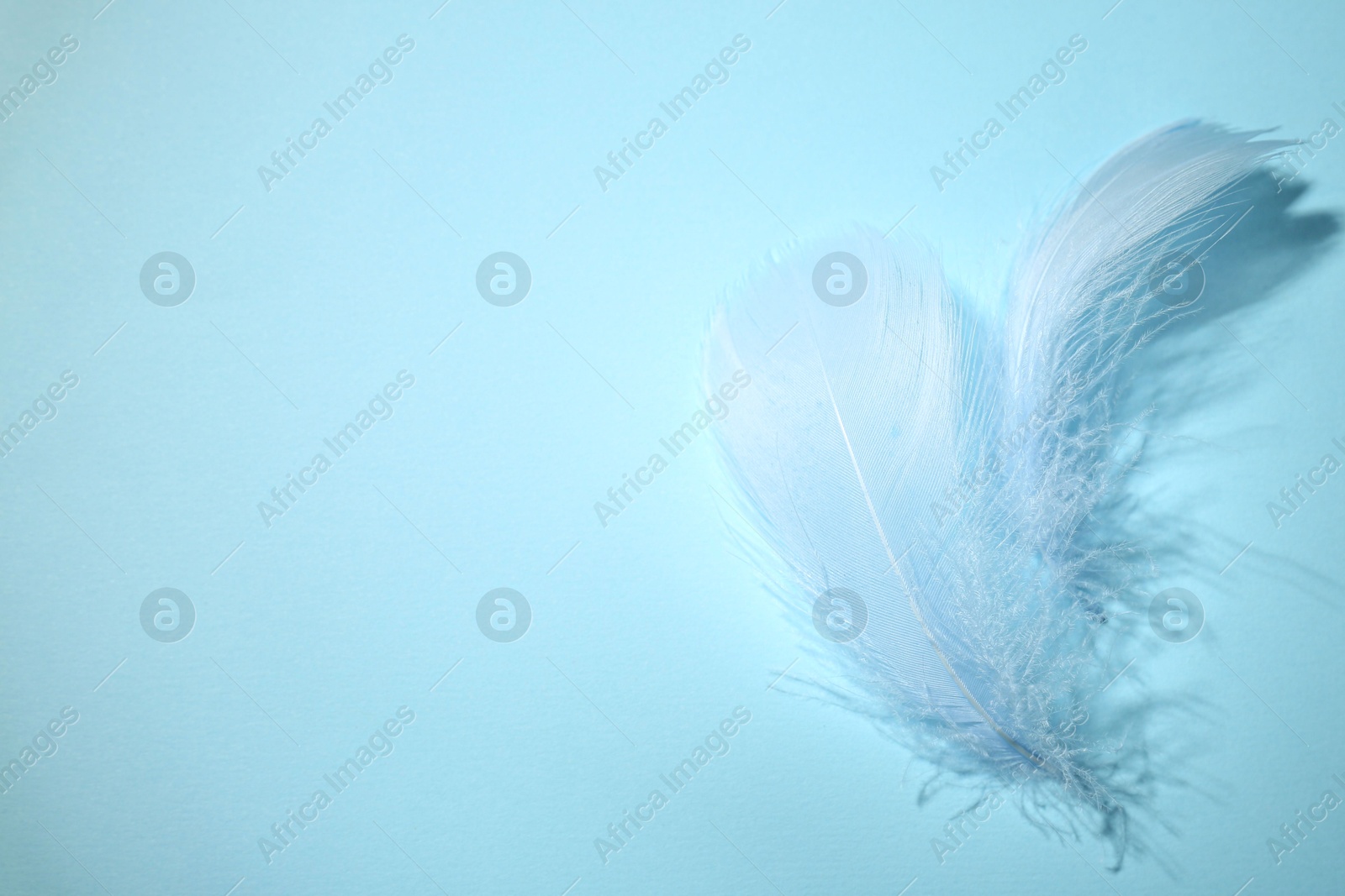 Photo of Fluffy feathers on light blue background, top view. Space for text