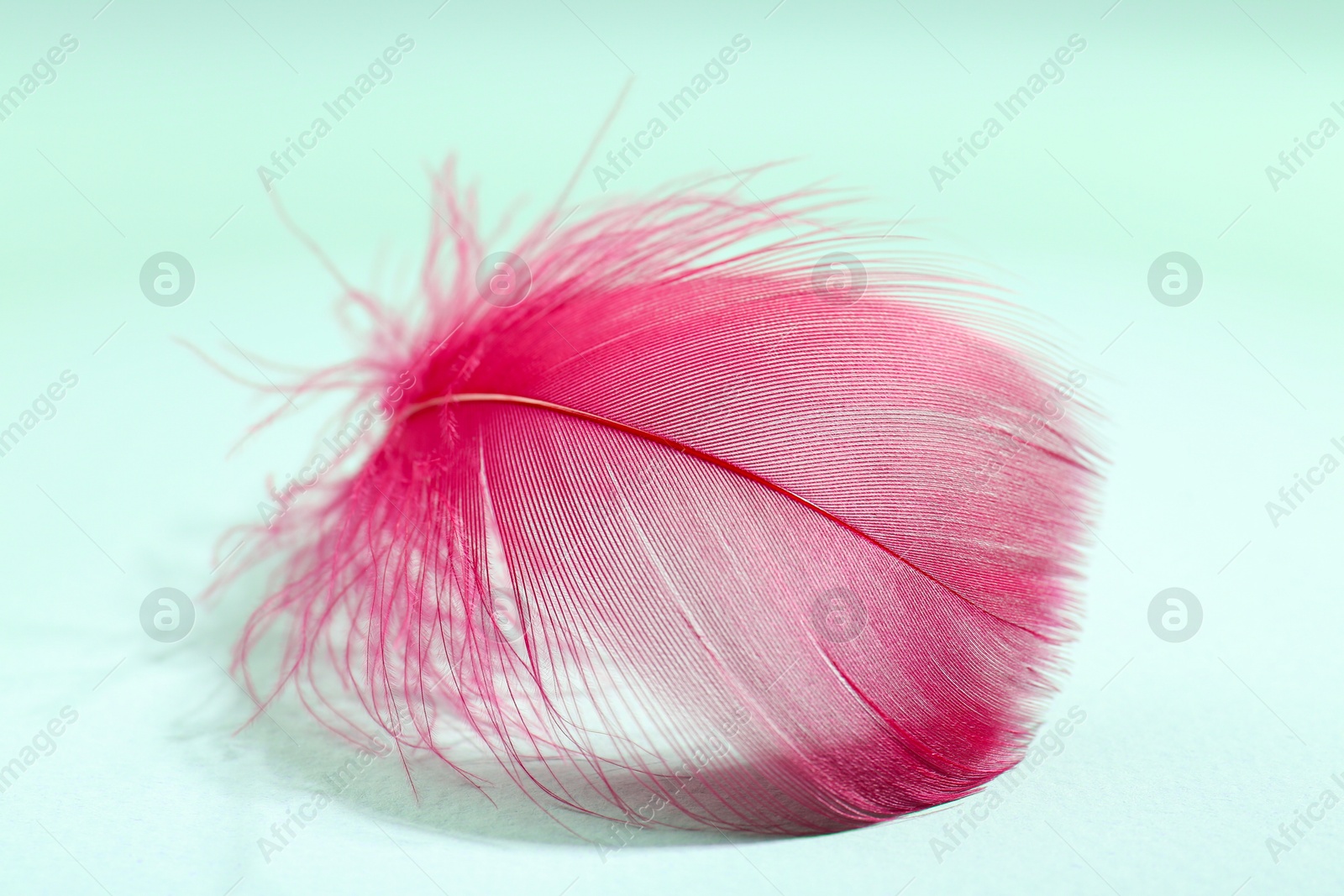 Photo of One fluffy pink feather on light background, closeup