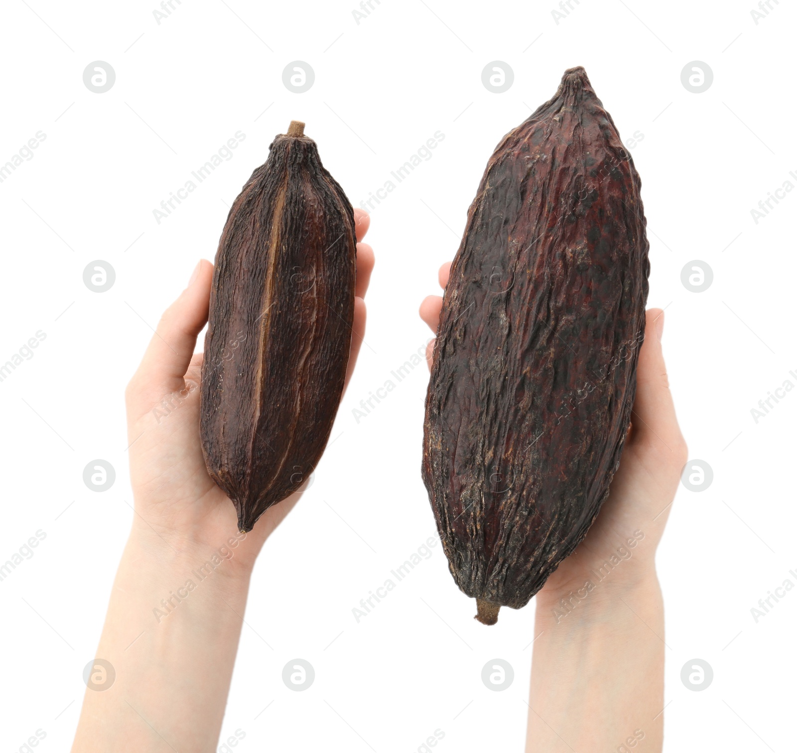 Photo of Woman with cocoa pods on white background, top view