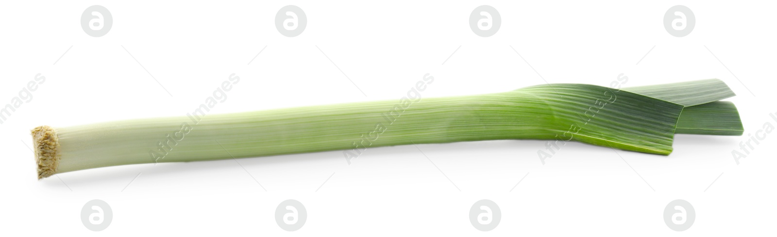 Photo of One fresh leek isolated on white. Spicy vegetable