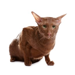 Photo of Cute Oriental Shorthair cat on white background. Adorable pet