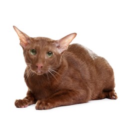 Photo of Cute Oriental Shorthair cat on white background. Adorable pet